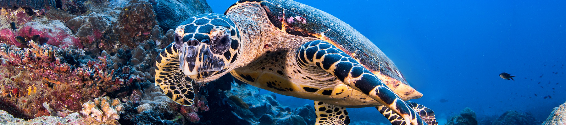 Sea Turtle Underwater