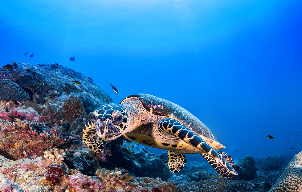 Turtle in the Reef
