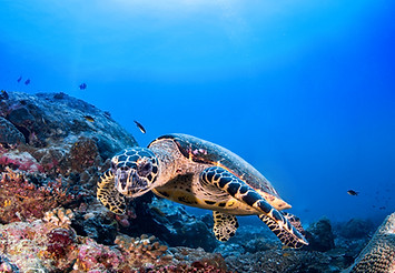 Turtle in the Reef