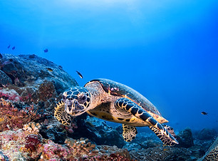 Tortue dans le récif