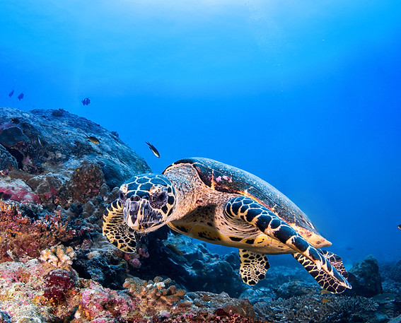 Turtle in the Reef