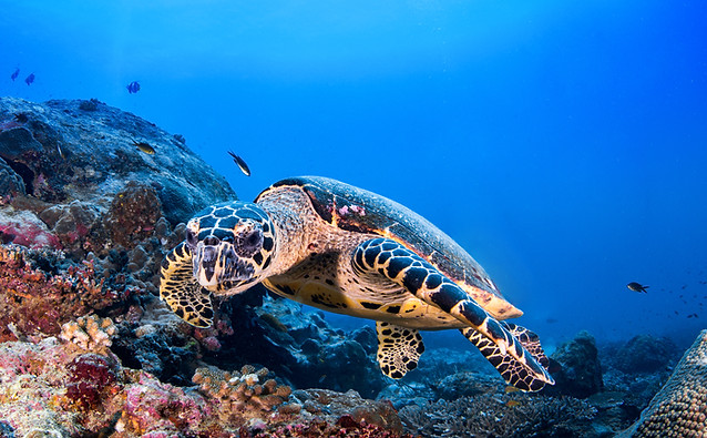 Turtle in the Reef