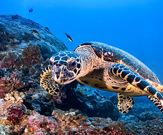 Turtle in the Reef