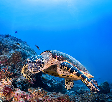 Turtle in the Reef