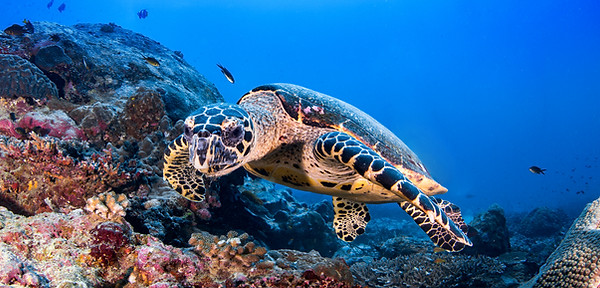 Turtle in the Reef