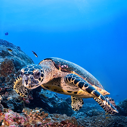 Tortuga en el arrecife