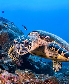 Turtle in the Reef
