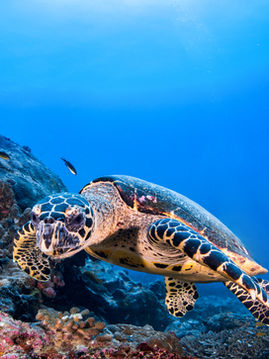 Dive Deeper: The Importance of Reef-Safe Skincare