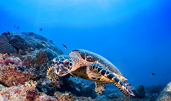 Tortue-marine