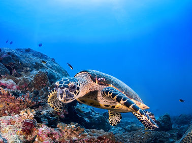 Turtle in the Reef
