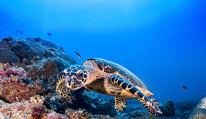 Turtle in the Reef