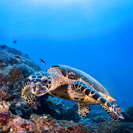 Coral Reefs Are In BIG Trouble
