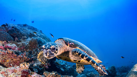 Reef Safety Review