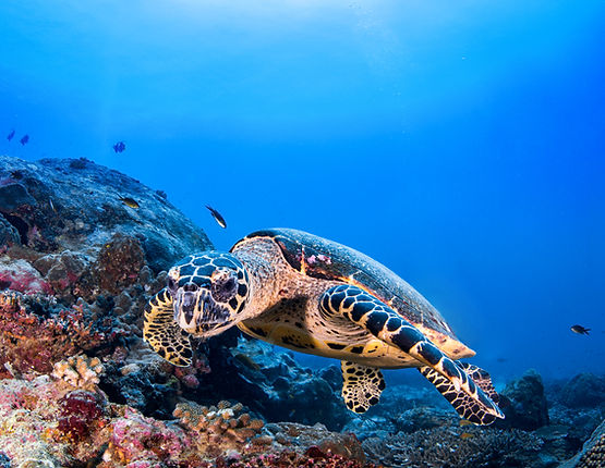 Turtle at the Reef