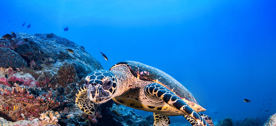 Tortuga en el arrecife