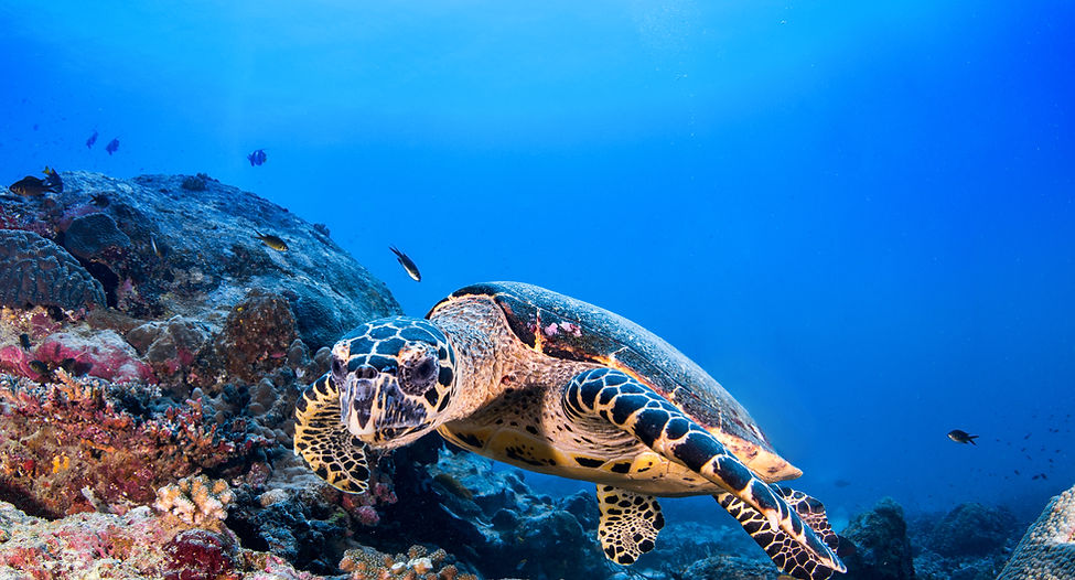 Turtle in the Reef