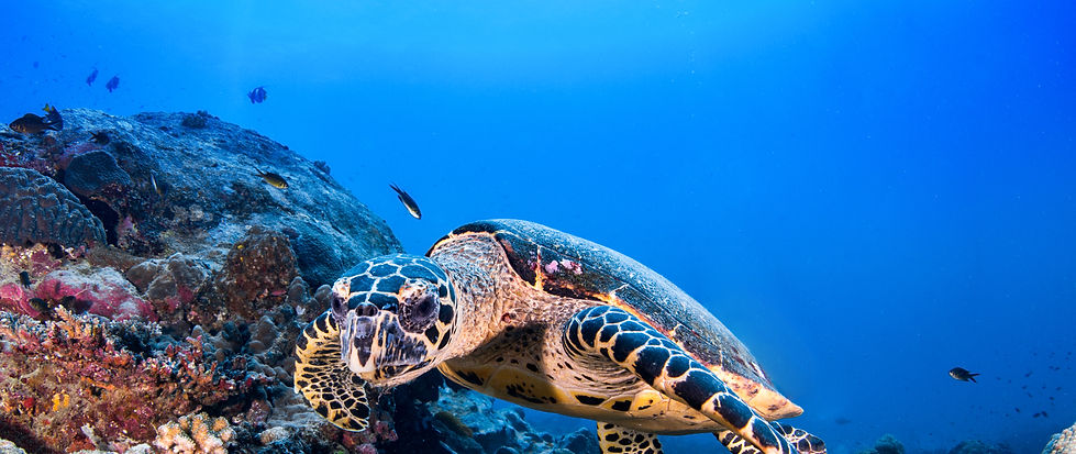 Turtle in the Reef
