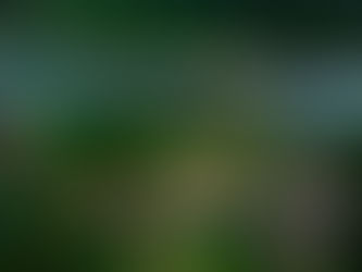 Entre a solidão e o ritual: reflexões sobre a morte após A Morte de Ivan Ilitch e o encontro com a cosmologia Yanomami