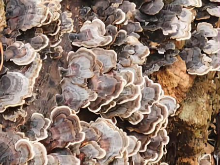 Boost Your Winter Immunity: The Science Behind Turkey Tail Mushroom Tincture