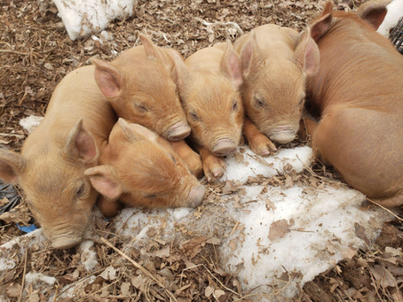 Piggies!