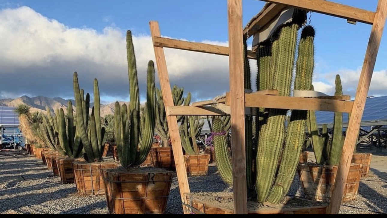 Softscape — specimen cactus and desert planting