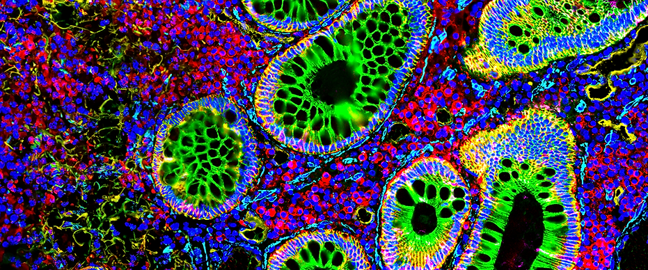 CellScape Header.PNG