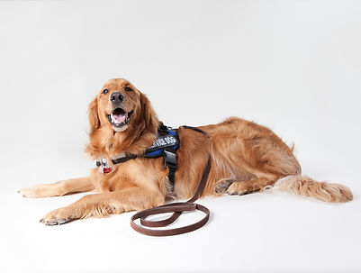 Welcome to Advanced K-Nine Training, providing elite training for you and your canine. We are your solution to bringing out the best in your dog and you!