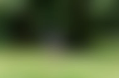 The Importance of Timing in Dog Training