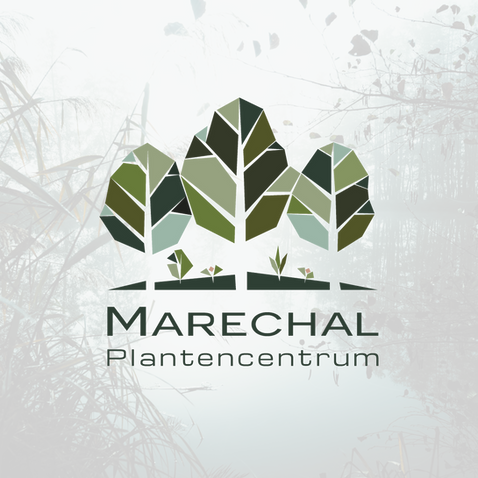 Logo design en basis brand moodboard voor Maréchal door Markant Marketing