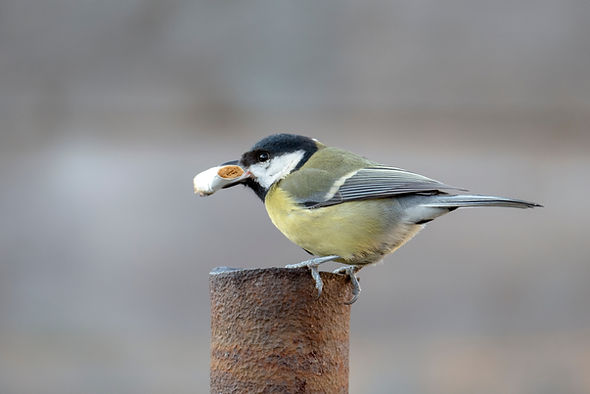 Animal suffering from cigarette butts: facts and research results