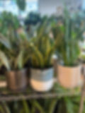 Snake plants.jpg