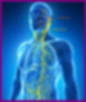 Vagus__nerve path.jpg