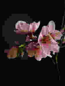 Flowering Plum branch photo by Claire Mellinger