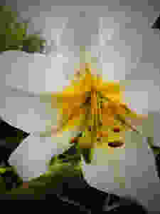 Our Club Lily, Lilium regale