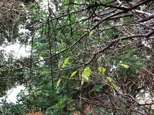 60代最後,そしてまた新しい歳の始まり。