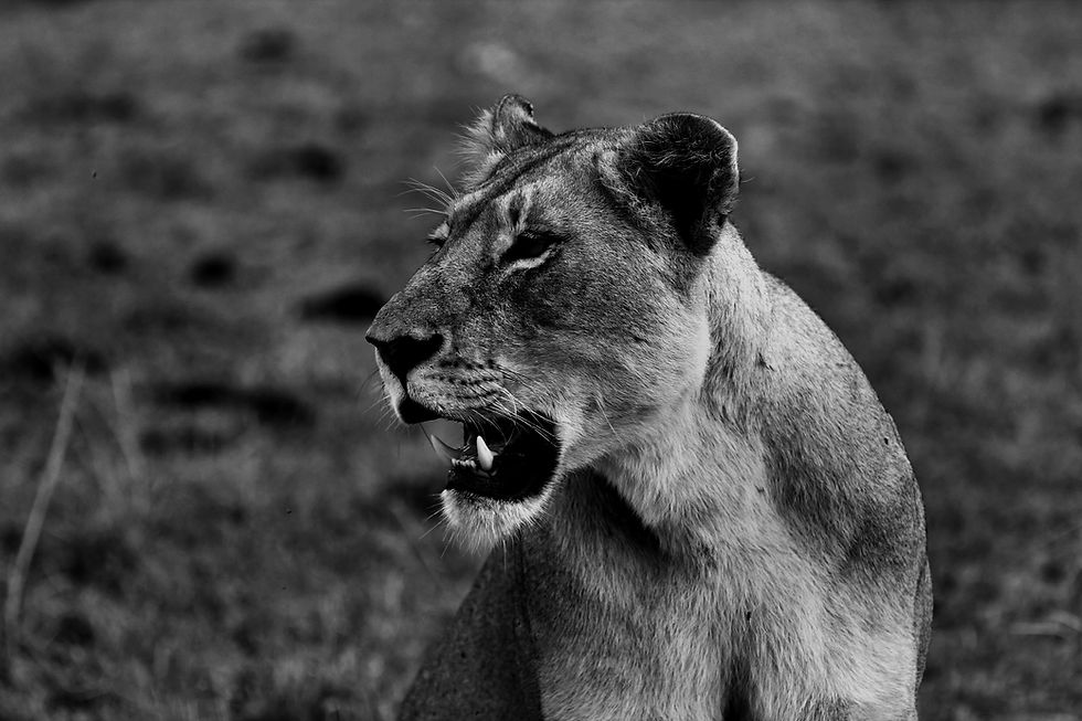 Lioness_edited.jpg