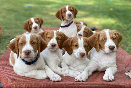 Kobe litter.jpeg