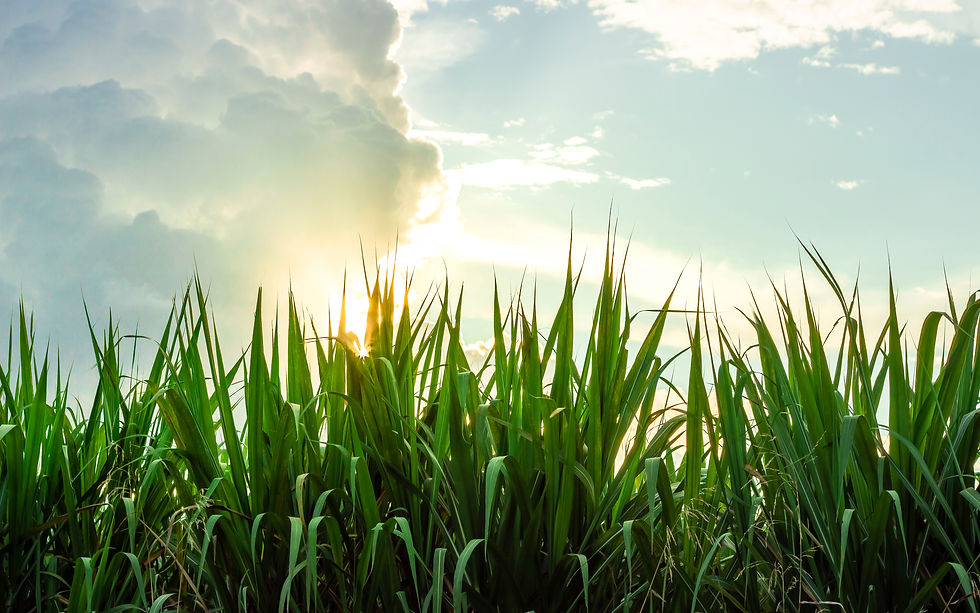 Sencrop Case Study​