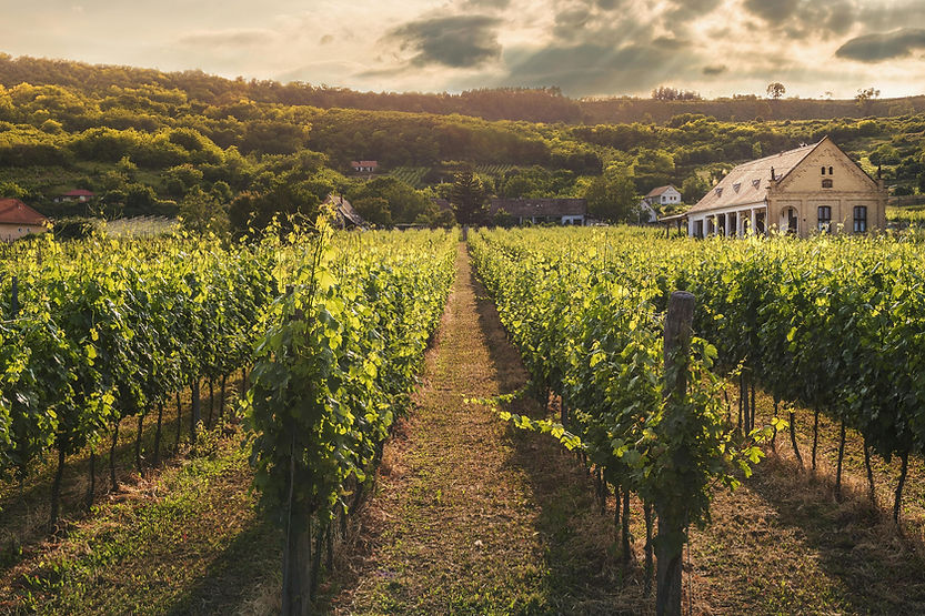 vineyard.jpg