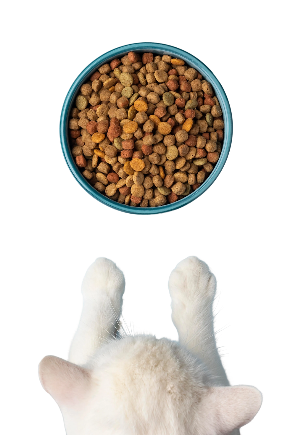 still-life-pets-food-assortment 1.png