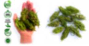 Hemp Buds rich in CBD CBG and othe canabinoids. Hemp Tea. Organic Hemp Buds. Hemp flowers. Crushed hemp. Felina Futura Hemp flowers. Hemp kief. Fermented hemp tea. CBD oil