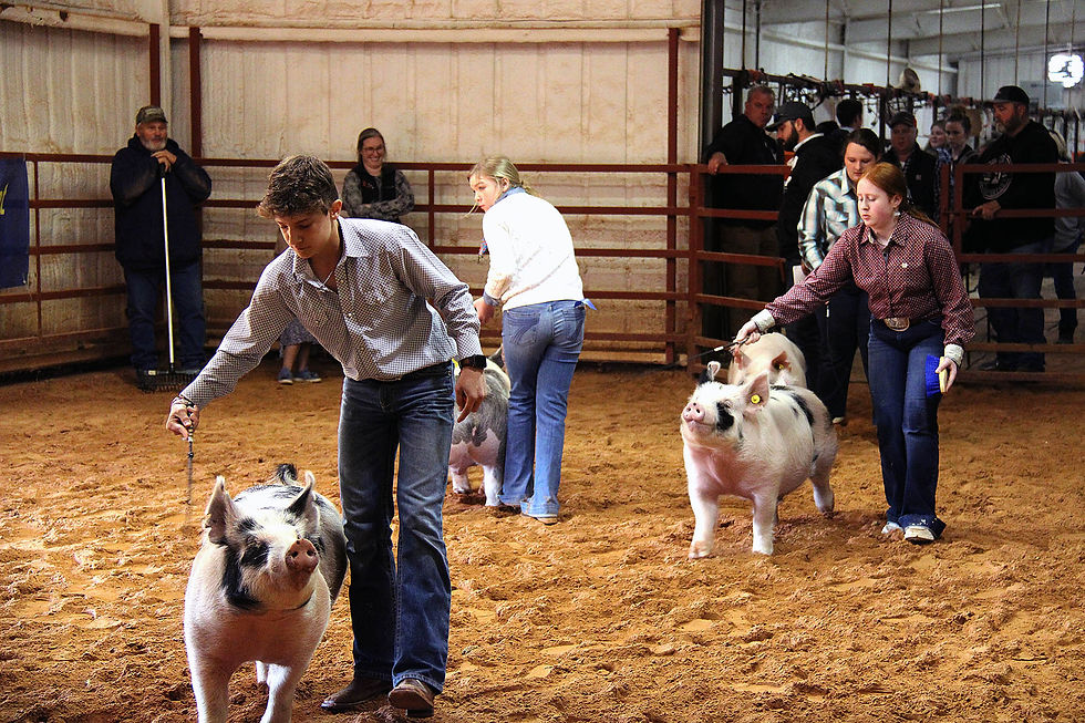 Pilot Point FFA holds Local Show