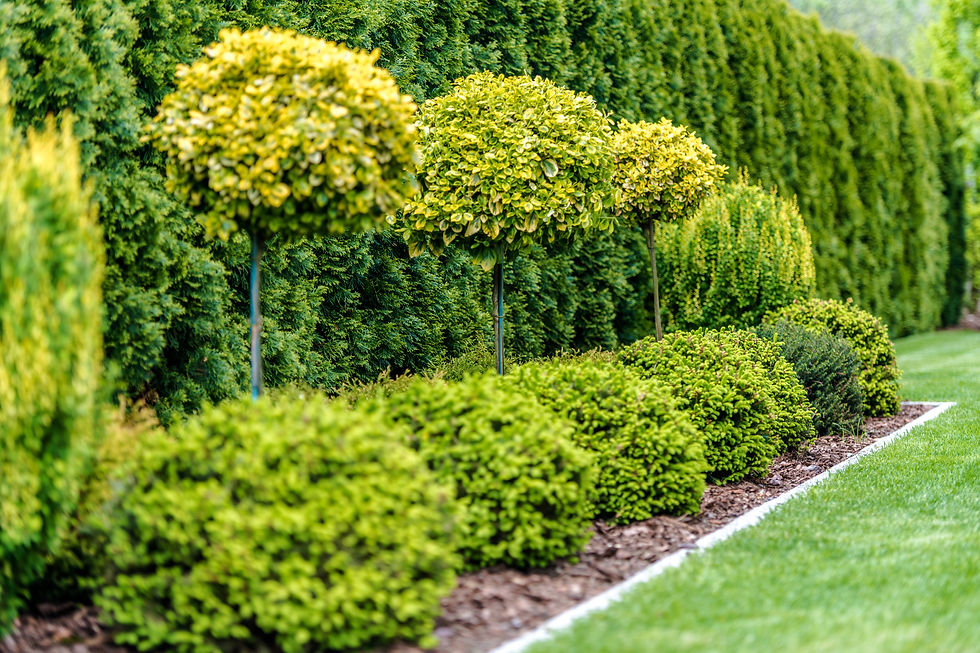 vecteezy_row-of-garden-trees_24637318.jpg