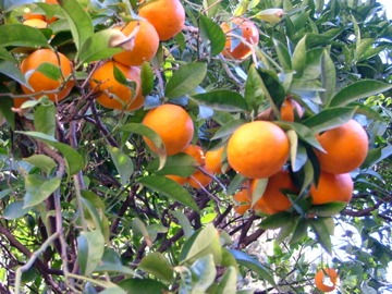 Les orangers de mon père