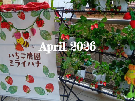 2026春 🍓いちご狩り🍓