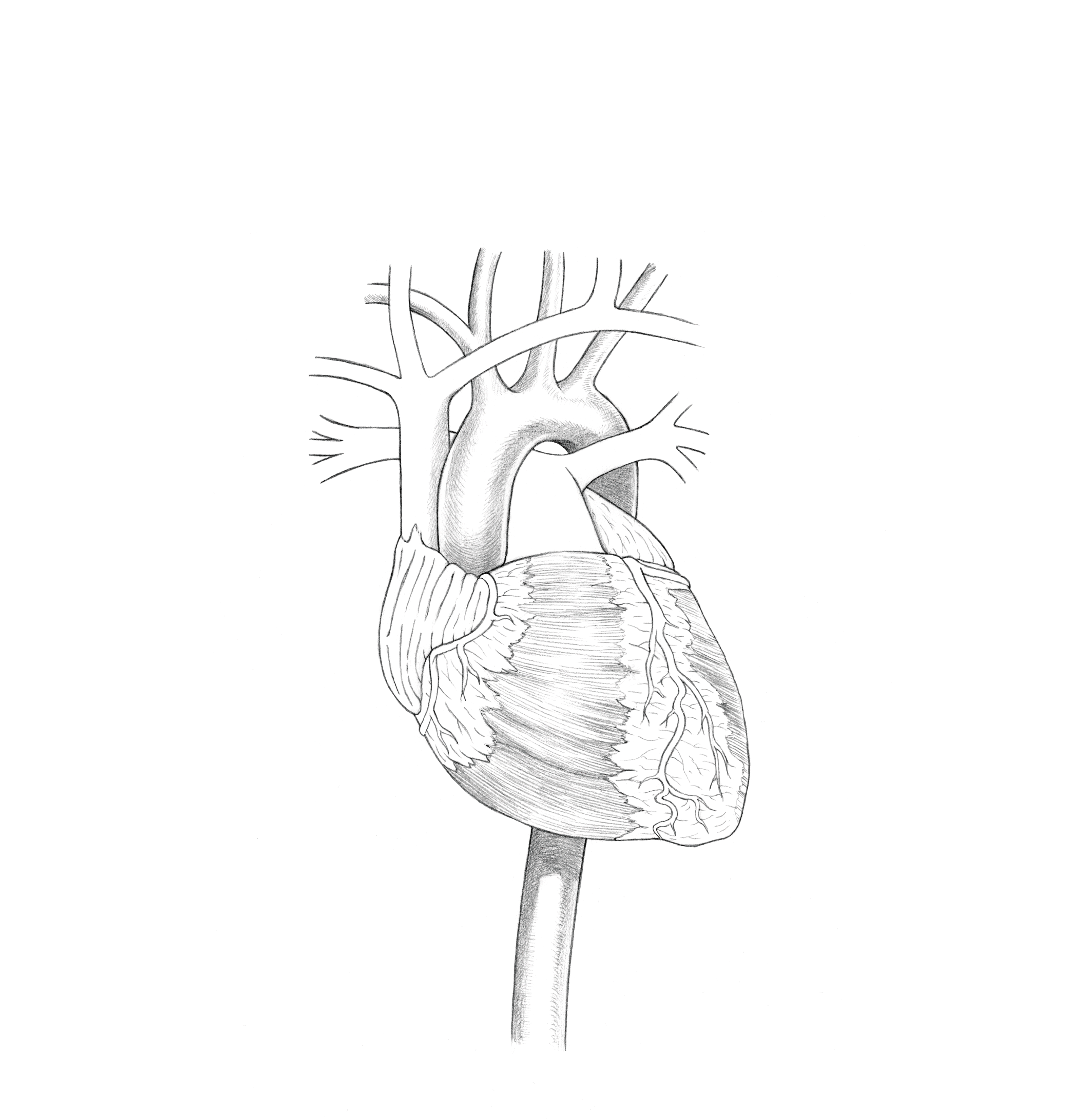 anim-coeur-selam-pour-gif2.gif