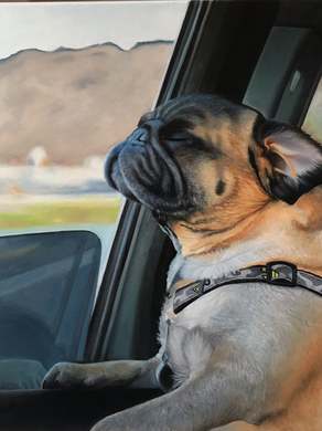 Sniff All The Sniffs: Dexter the Pug's Oil Portrait