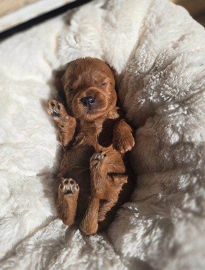 petite goldendoodle_edited.jpg