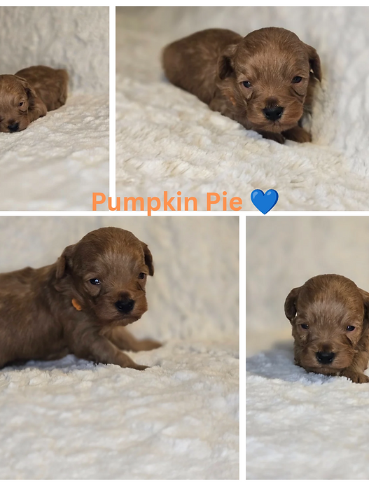 Petite red goldendoodle