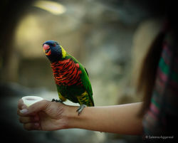 Hello, pretty birdie.